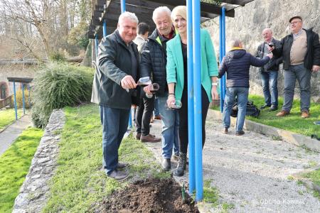 Rez kamniške potomke najstarejše vinske trte (11)